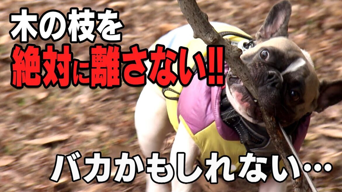 【探偵!ナイトスクープ】木の枝をくわえて離さない フレンチブルドッグのオルくん ナイトinナイト