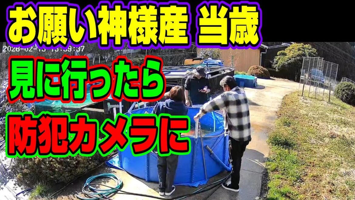 【汚池再生計画】『錦鯉愛好家訪問』お願い神様chさんの、自家産当歳を見に行ってきました‼#錦鯉愛好家#自作池#koipond#koi#FRP池#生け簀#泳ぐ宝石錦鯉#ปลาคราฟ