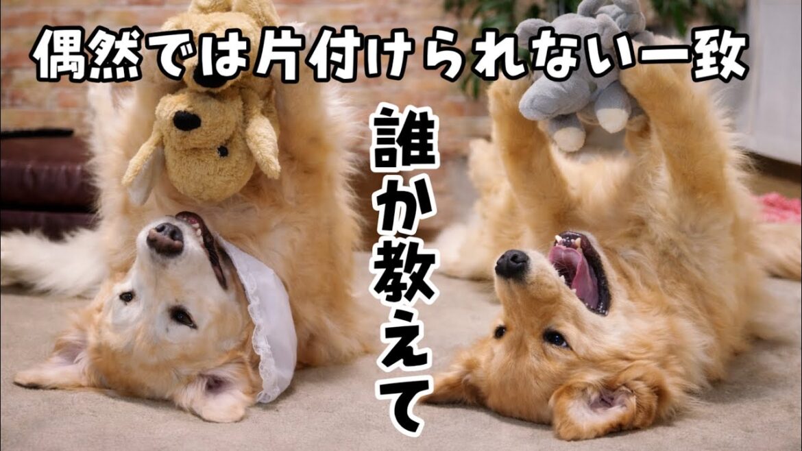 【偶然だけでは片付けられない一致】あーちゃん?輪廻転生信じてもいいですか?