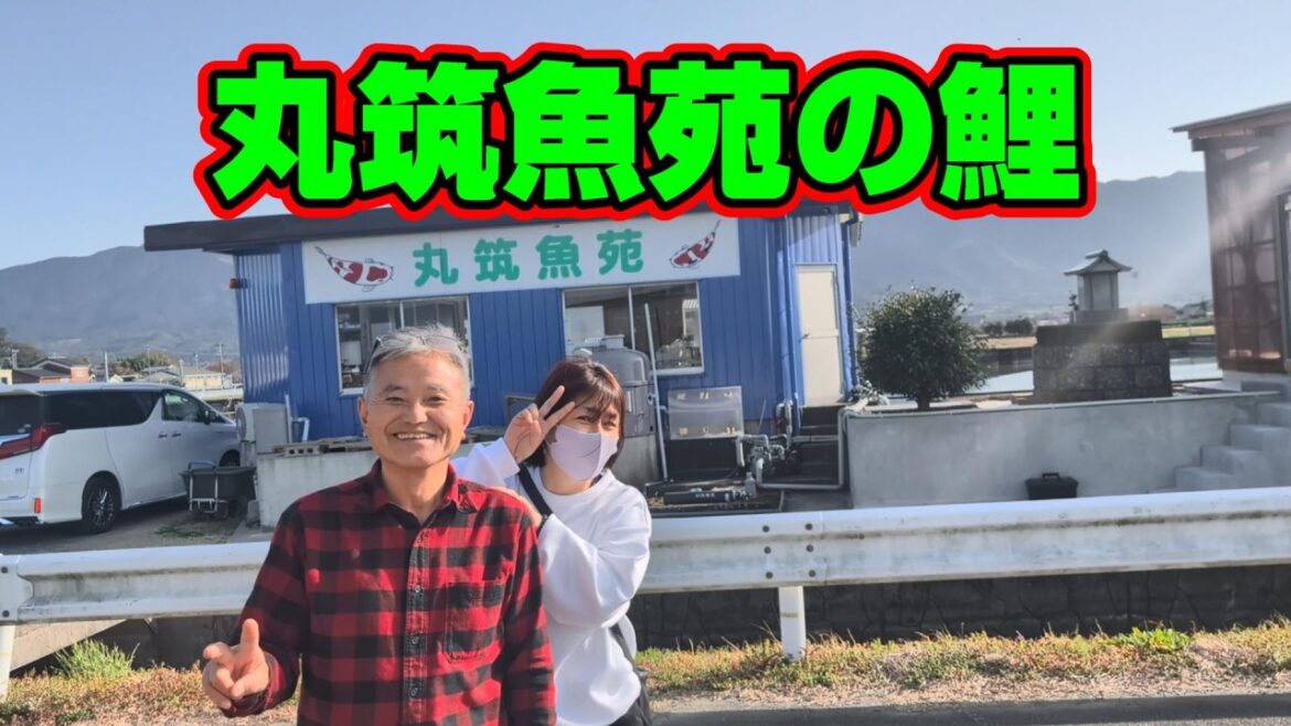 【汚池再生計画】福岡県久留米市『丸筑魚苑』さんで、丸筑飼育鯉を見せてもらう‼#koifarm#koi#koipond#丸筑魚苑#丸筑紅白#丸筑昭和#泳ぐ宝石錦鯉