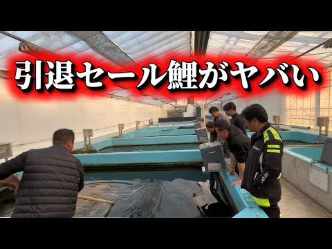 【遼河鯉庵】3連休は引退セール!!過去1高い鯉と過去1安い鯉を販売します。
