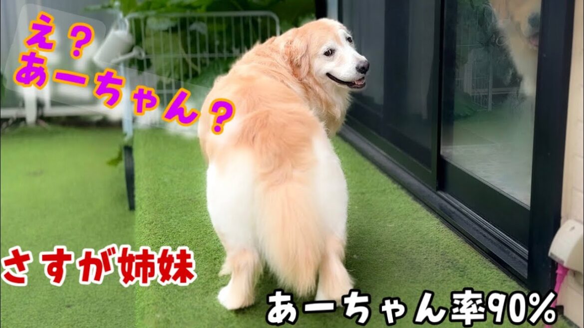 【憑依?】ぺーさんが90%あーちゃんになった日