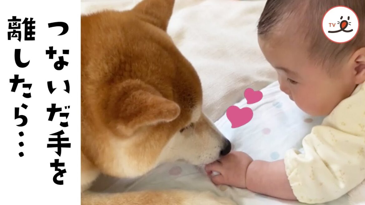ちょっと手を離してみたら…♡|PECO
