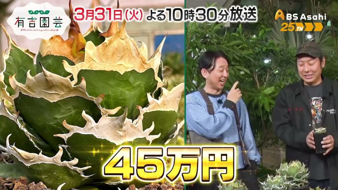 坪倉プレゼンツ!アガベの魅力を伝えたい【夢が咲く 有吉園芸~Road to start a garden shop~】
