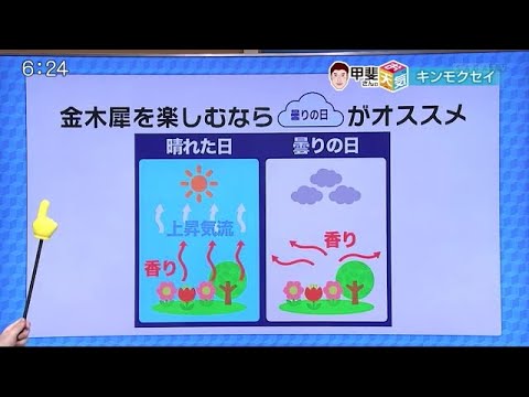 キンモクセイの香り楽しむなら「曇りの日」がおススメ! 花の香りと天気の深い関係 (20/10/16 19:10)