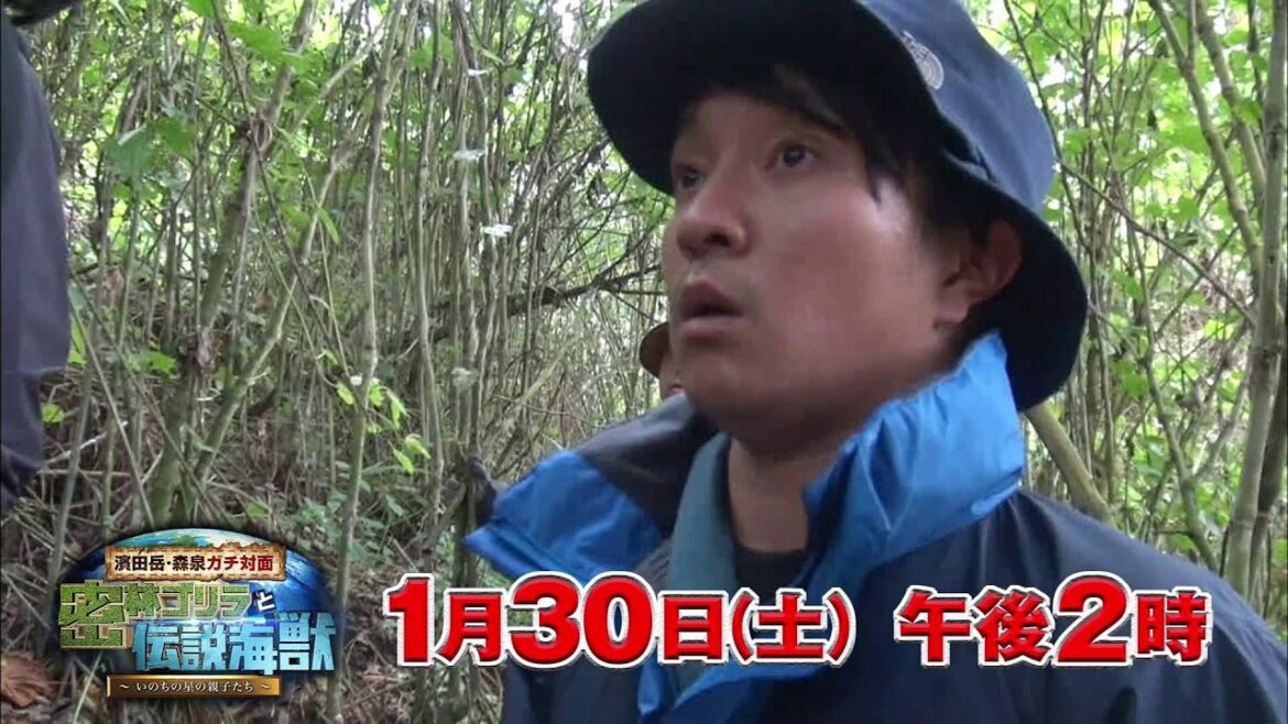 【CBC】「濱田岳・森泉ガチ対面 密林ゴリラと伝説海獣~いのちの星の親子たち~」(2016年1月30日午後2:00~放送)15秒告知動画(2)