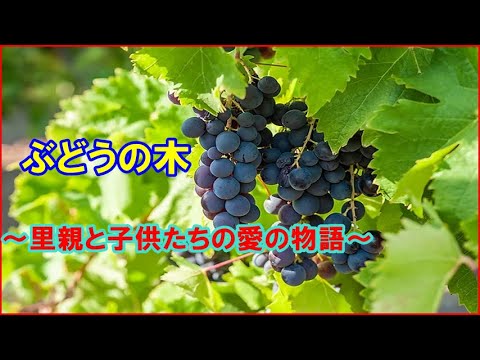 【ドラマ】【映画】ぶどうの木 ~里親と子供たちの愛の物語~【日本語】