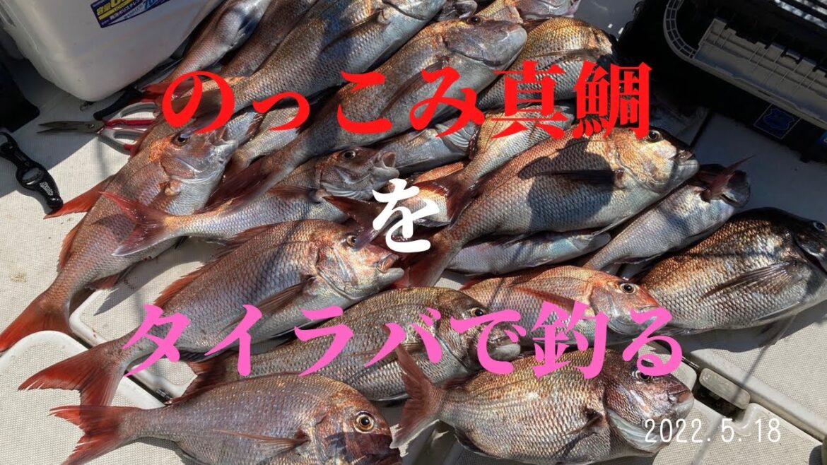 【柏崎沖】【ダミキジャパン】のっこみ真鯛をタイラバ・SLJで釣る!