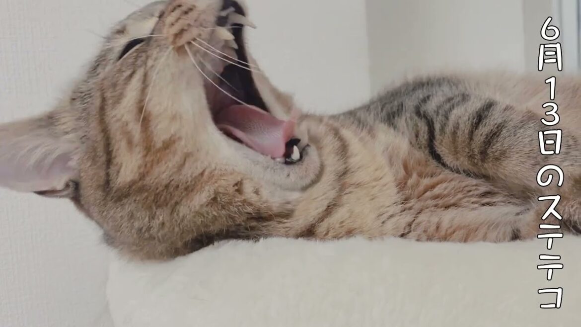 【43歳独身女芸人】6月13日のステテコ #牧野ステテコ #ポテ太郎 #猫