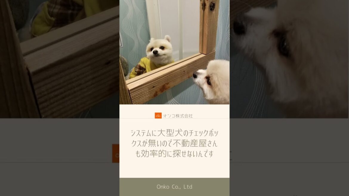 不動産屋さんで大型犬飼い可の問合せをしたら冷たくされました【質問にお答えします_046】#ペット可シェアハウス #ペット可賃貸 #多頭飼い #大型犬 #お部屋探し #猫のいるくらし#いぬのいるくらし