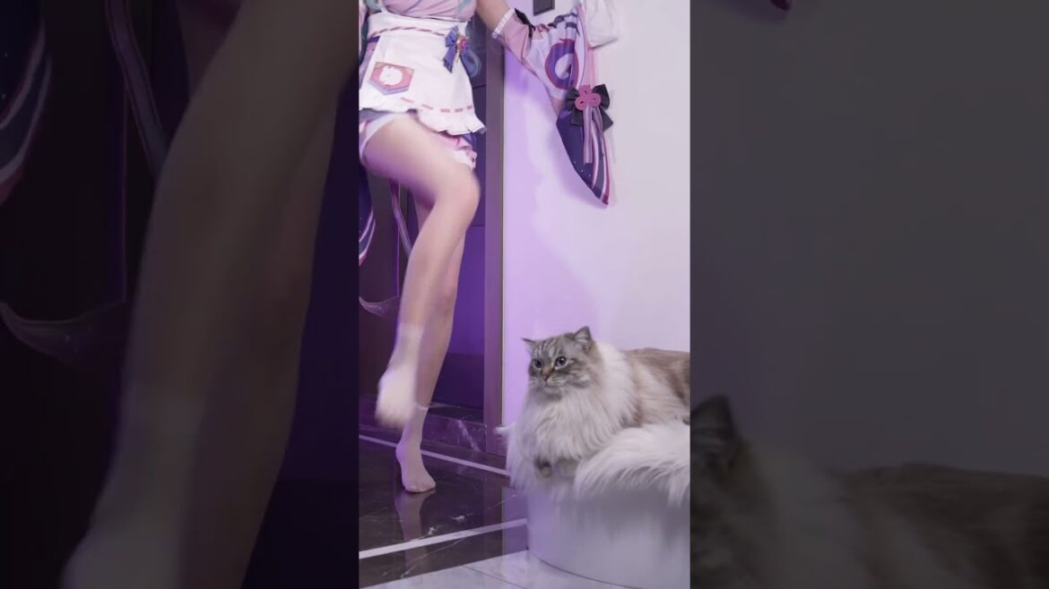 Who wants to be that cat? #mizuki #cosplay #costume #genshinimpact