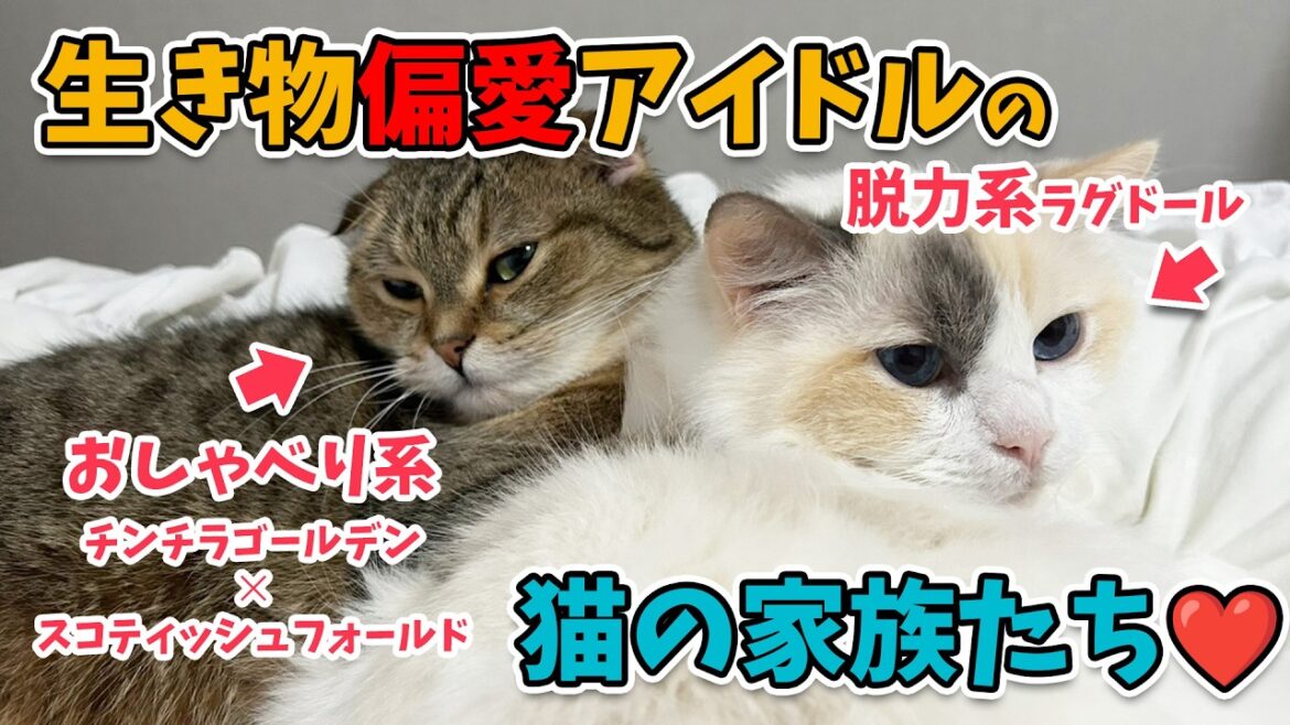 【入内嶋家】生き物偏愛アイドル、入内嶋が猫の家族を紹介