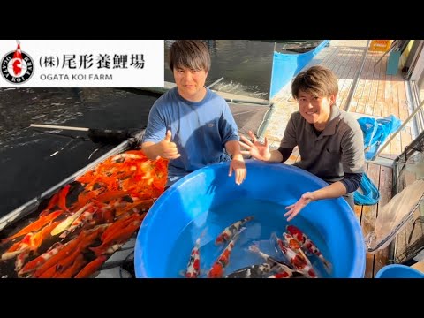 【遼河鯉庵】世界で大流行!!話題の尾形養鯉場に初潜入して大量に鯉を買ってきた。