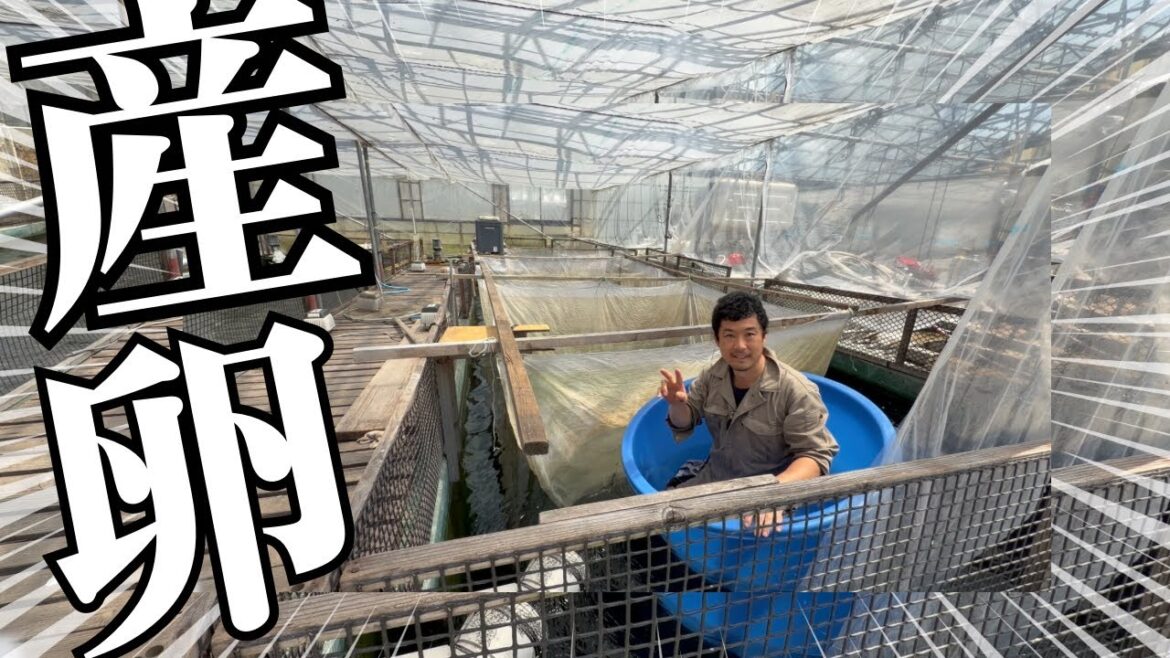 産卵に太客来店錦鯉完売#koifish #水槽部屋 #塩田養鯉場