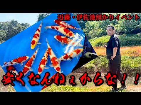 【遼河鯉庵】 最強3社合同イベント!!近藤養魚場の超立て鯉を野池預かりします。