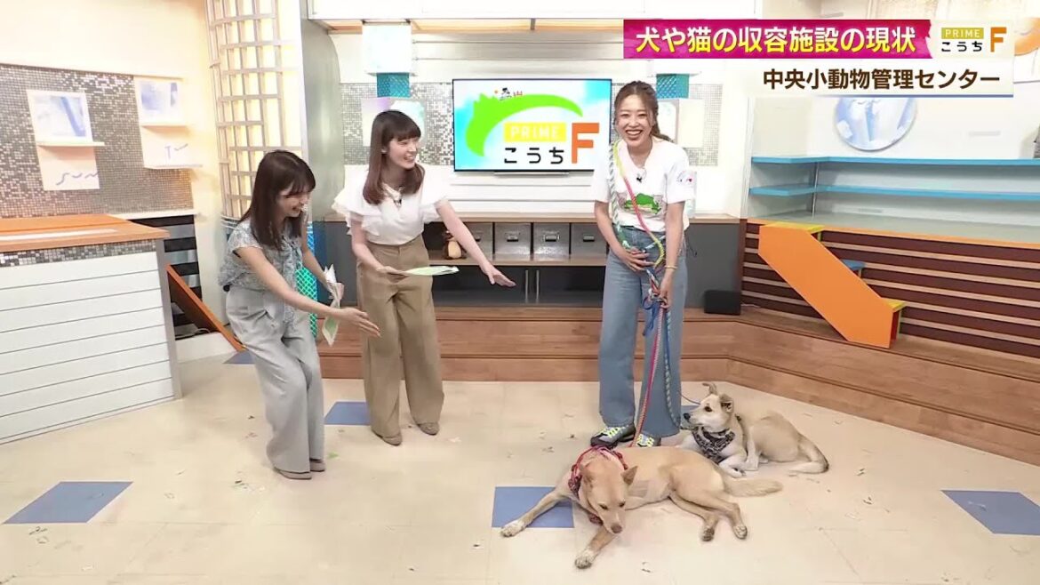 「さかがみ家」桑原みずきさんが愛犬2匹と生出演!あす開催のイベントや保護施設の現状語る【高知】 (26/05/22 19:24)