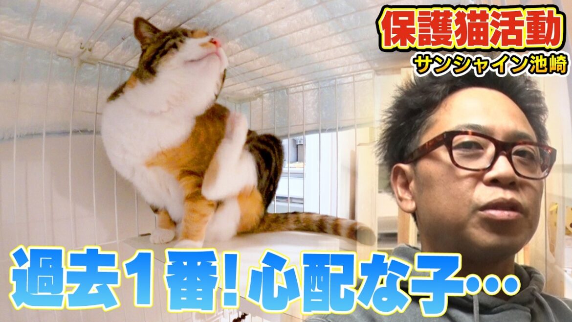 【保護猫活動】目が見えない保護猫らぶが初日にサンシャイン池崎さんと…(嗚呼!!みんなの動物園)