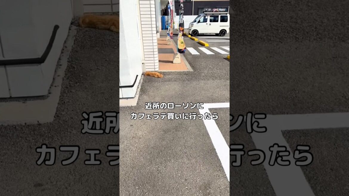 久しぶりに近所のLAWSON行ったら野良猫が行き倒れてた #猫 #野良猫 #保護猫 #shorts
