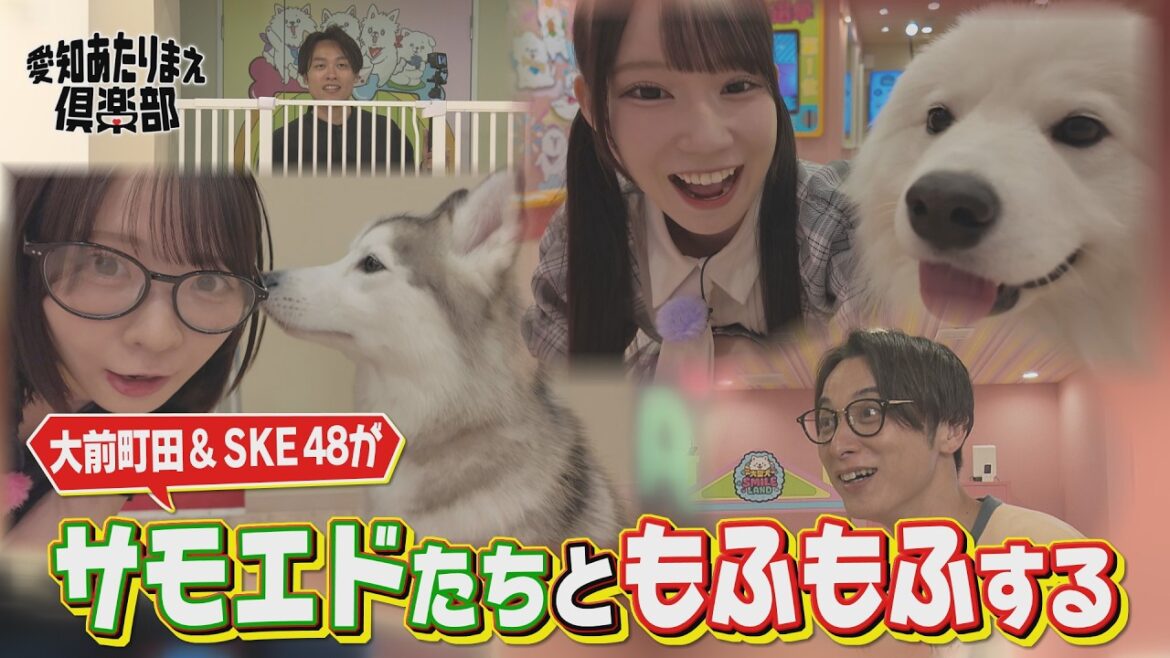 【もふもふ】SKE48大村杏&浅井裕華がサモエドカフェで癒される! │ 愛知あたりまえ倶楽部