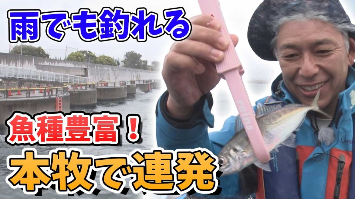 雨でも関係なし。本牧で“五目釣り状態”になりました。。【田村亮の釣りまか!282】