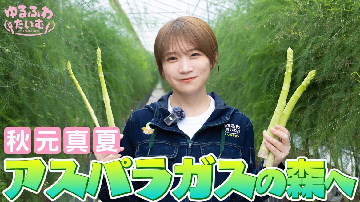 秋元真夏、アスパラガスの森へ!?広島県で絶品アスパラガスの魅力を探る!