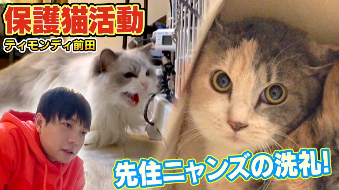 【先住猫の洗礼】保護された赤ちゃん猫ワカメがティモンディ前田さんの家で先住ちゃんたちに・・・(嗚呼!!みんなの動物園)