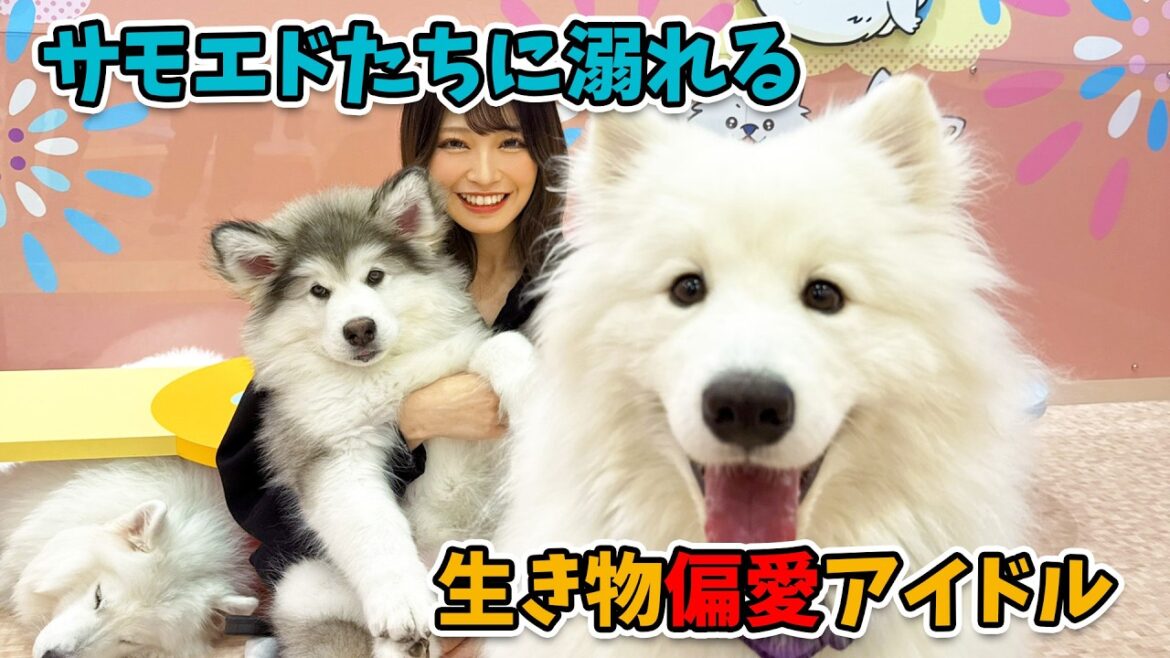 【大型犬カフェ】サモエドたちに囲まれて幸せすぎる、生き物偏愛アイドル、入内嶋