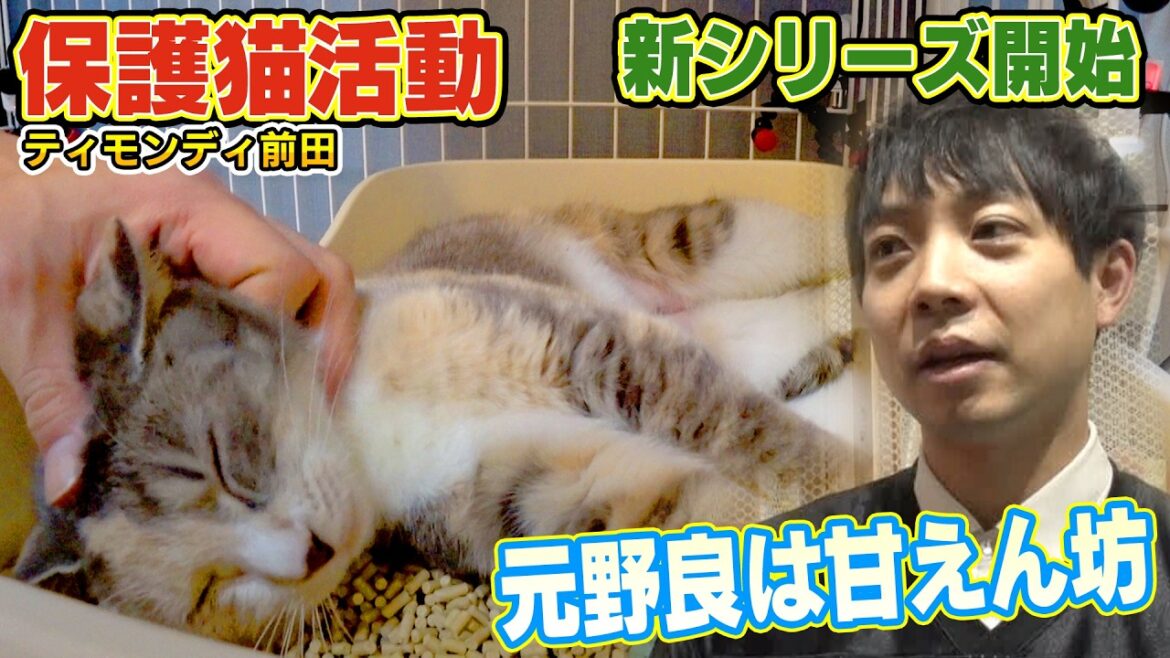 【保護猫活動】ティモンディ前田さんの家に甘えん坊の子猫ワカメがやってきました(嗚呼!!みんなの動物園)