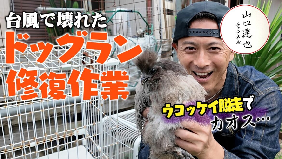山口達也 ドッグラン修復のお手伝い
