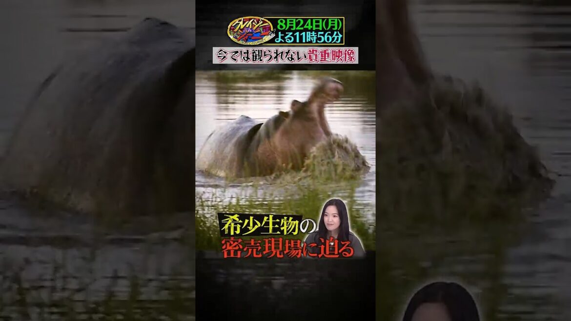 絶滅動物ジャーナリスト #太田ゆか ! 希少生物の密売現場に迫る!『#クレイジージャーニー』8/24(月)
