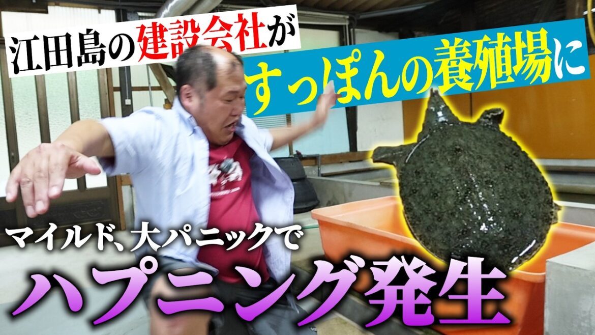 【社会科学】江田島の建設会社がすっぽんの養殖場に!マイルド、すっぽんにビビりすぎてハプニング発生【広島】【三浦マイルド】